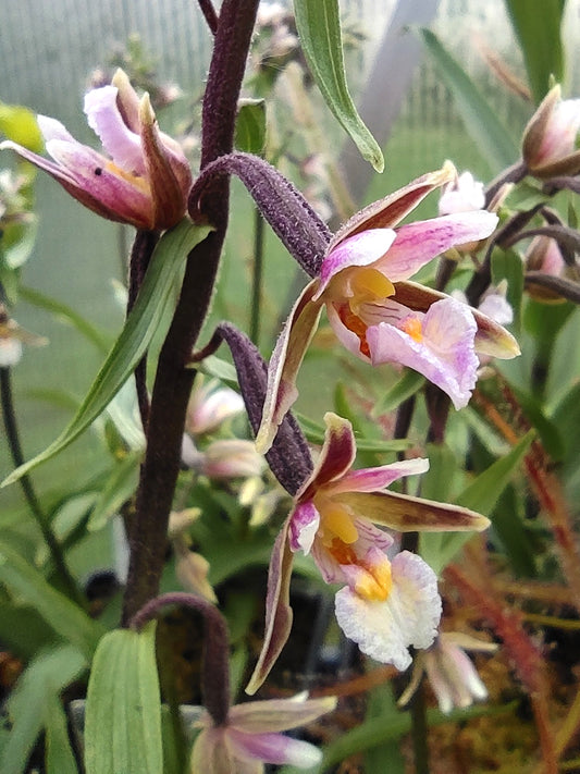 Epipactis palustris