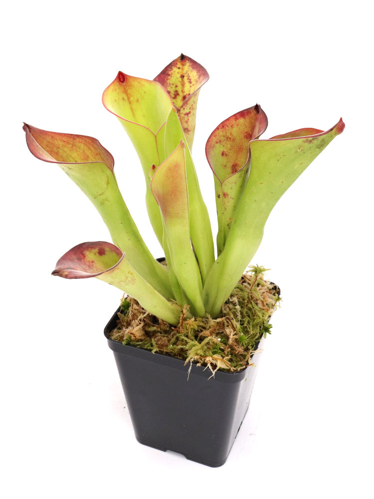 Heliamphora Exappendiculata  Chimanta Tepui