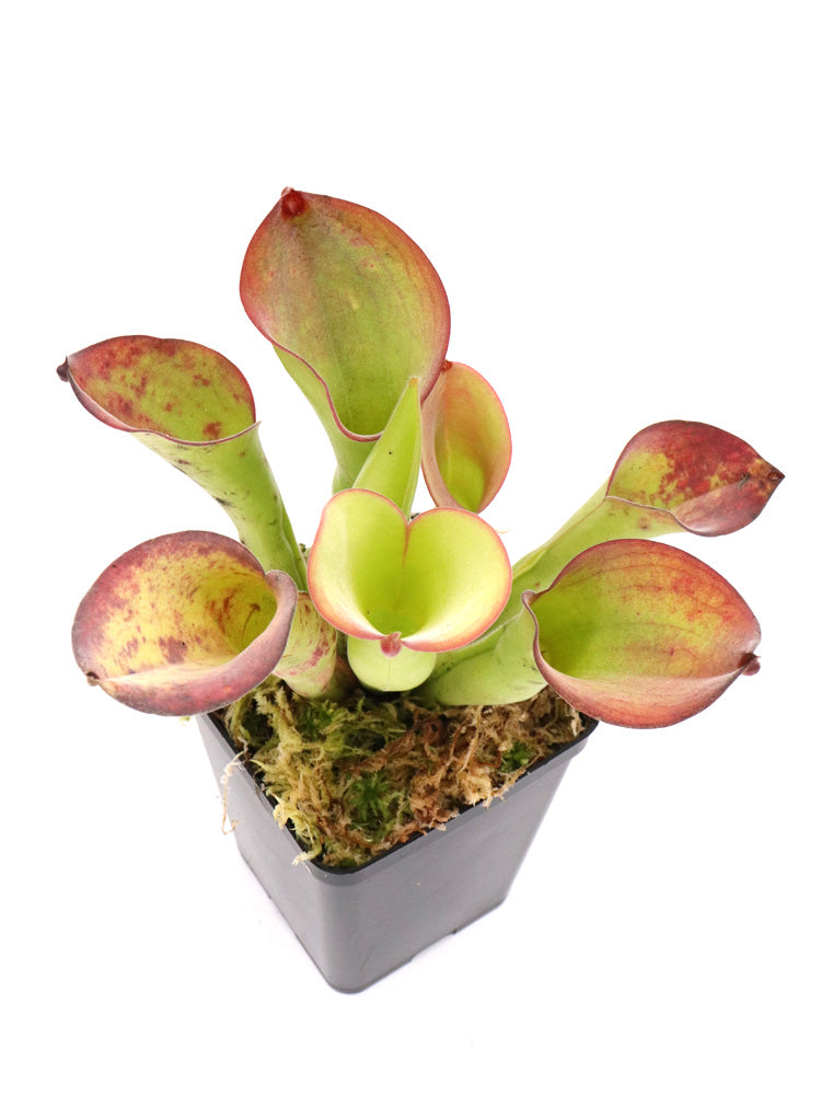 Heliamphora Exappendiculata  Chimanta Tepui