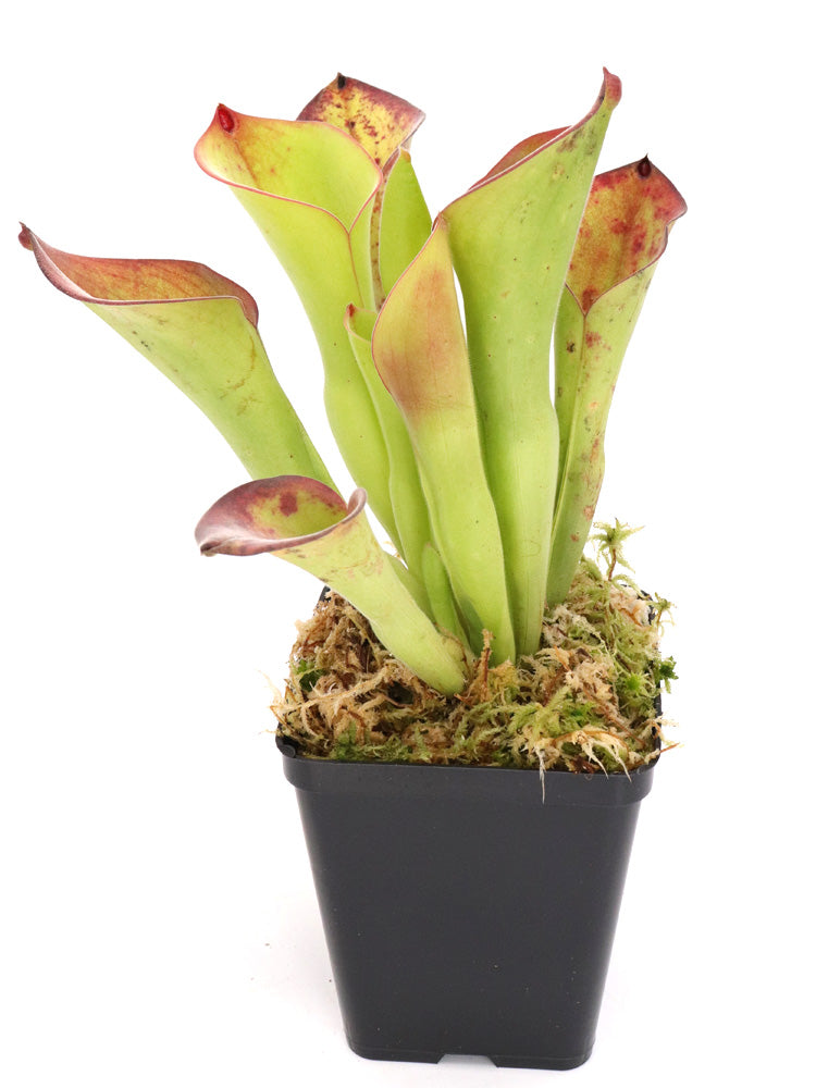 Heliamphora Exappendiculata  Chimanta Tepui