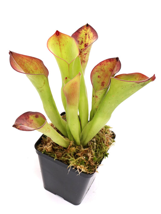 Heliamphora exappendiculata Araopan Tepui