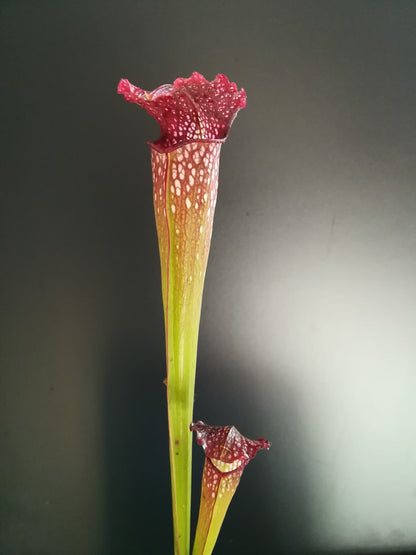 Sarracenia x excellens  Marsure clone