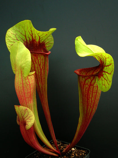 Sarracenia exornata 'Peaches & Cream'
