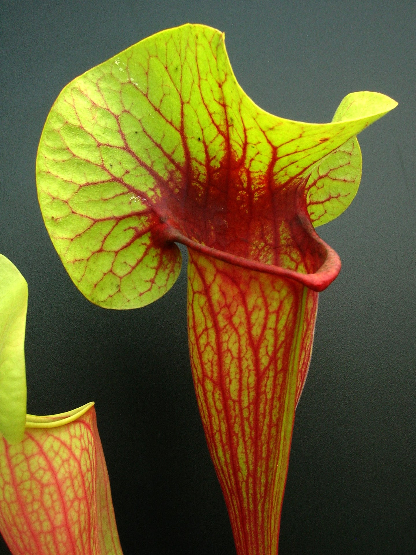 Sarracenia exornata 'Peaches & Cream'