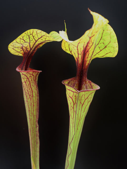 Sarracenia flava var. ornata   F104 MK  Apalachicola National Forest, FL