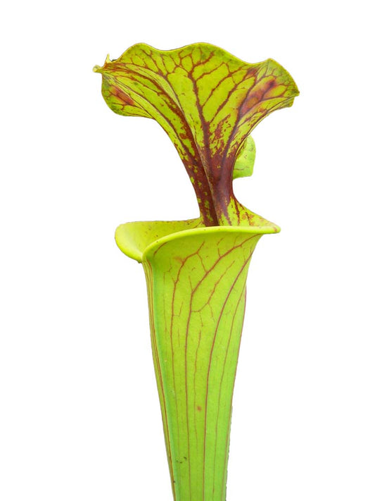 Sarracenia flava var. flava F228 MK Giant form, Green Swamp NC