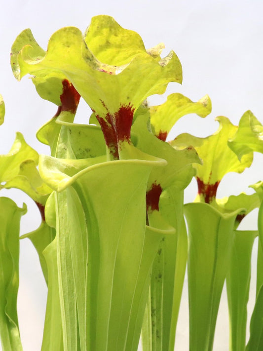 Sarracenia flava var. rugelii Assorted