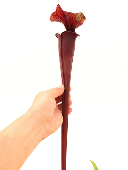 Sarracenia flava var. rubricorpora  F149 MK Very Dark Marroon Tube