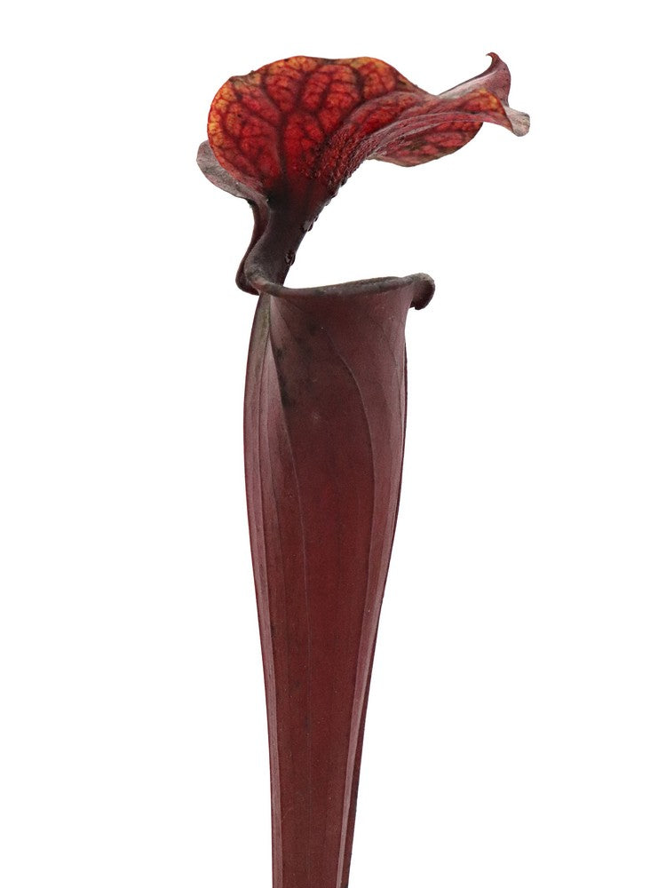 Sarracenia flava var. rubricorpora  F149 MK Very Dark Marroon Tube