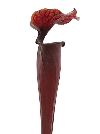 Sarracenia flava var. rubricorpora  F149 MK Very Dark Marroon Tube