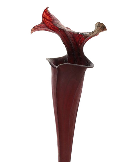 Sarracenia flava var. rubricorpora  F149 MK Very Dark Marroon Tube