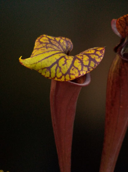 Sarracenia flava var. rubricorpora  F149 MK Very Dark Marroon Tube