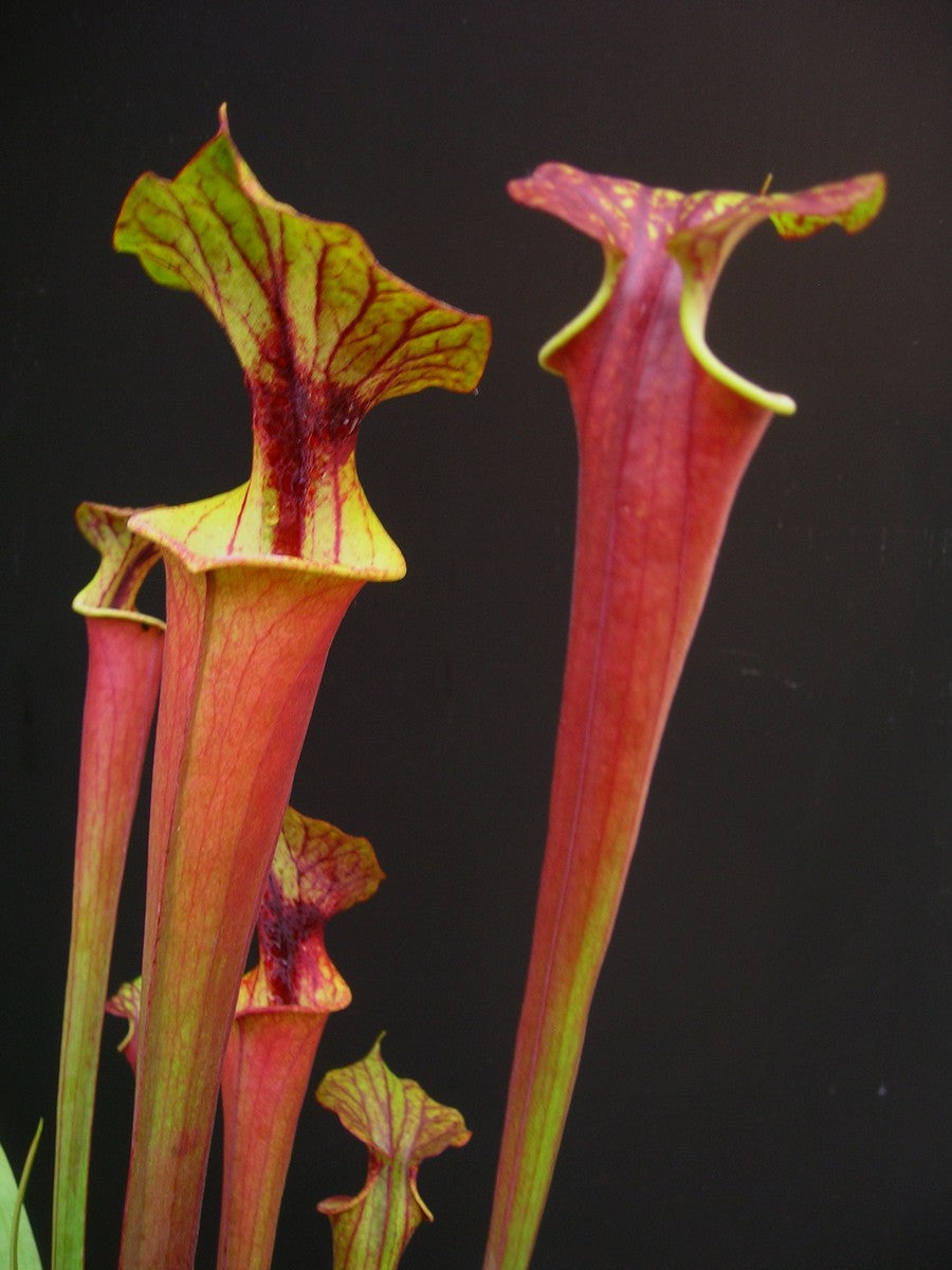 Sarracenia flava var. rubricorpora F161 MK Apalachicola National Forest, FL. W