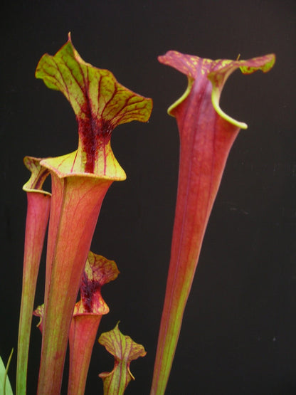 Sarracenia flava var. rubricorpora F161 MK Apalachicola National Forest, FL. W