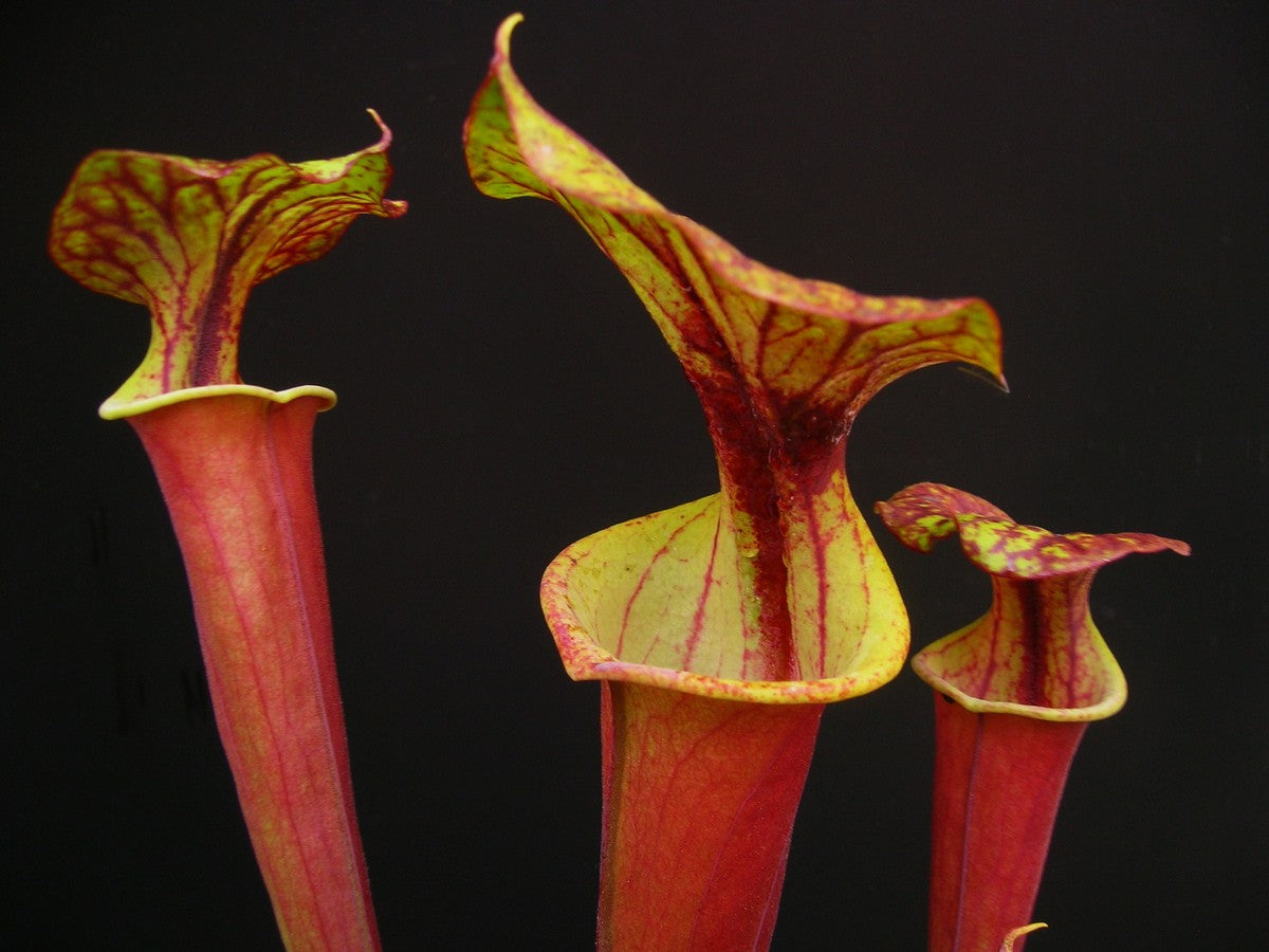Sarracenia flava var. rubricorpora F161 MK Apalachicola National Forest, FL. W