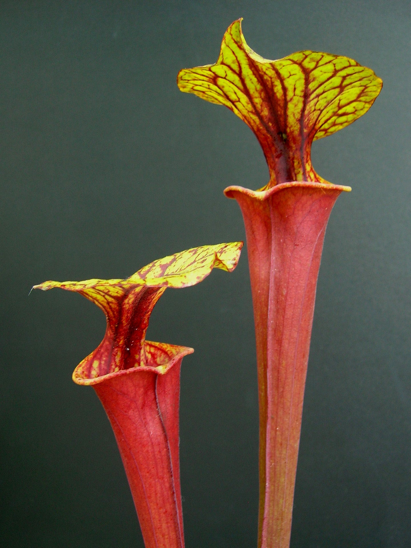 Sarracenia flava var. rubricorpora F190 MK Tall, Deep Maroon pitchers