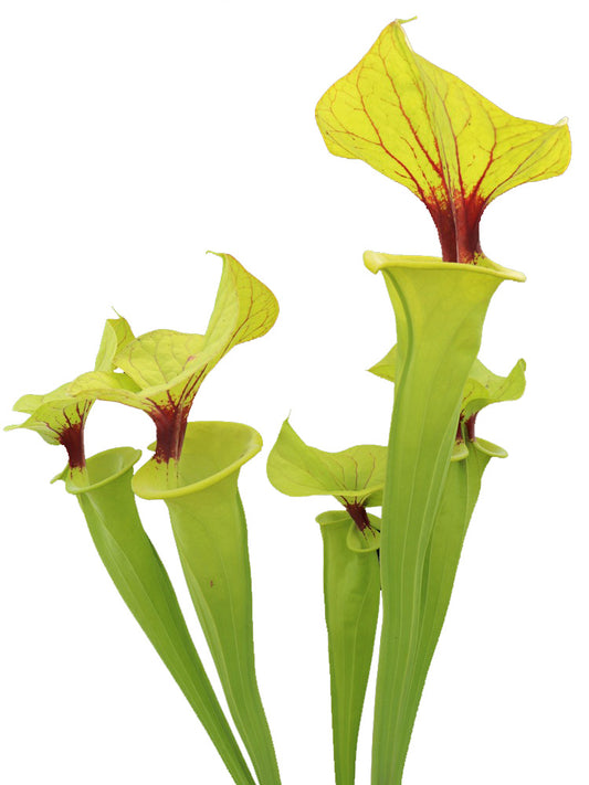 Sarracenia flava var. ornata / rugelii intergrade „Flavona“ F199 MK