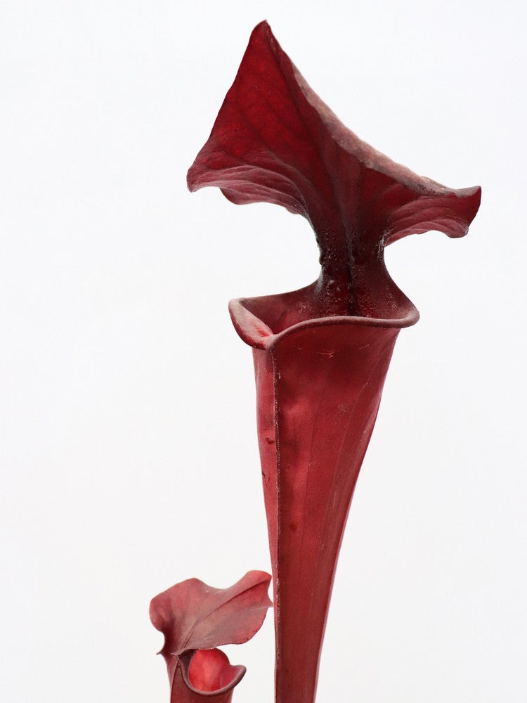 F1 GC Sarracenia flava var. atropurpurea „Black Velvet Mouth“