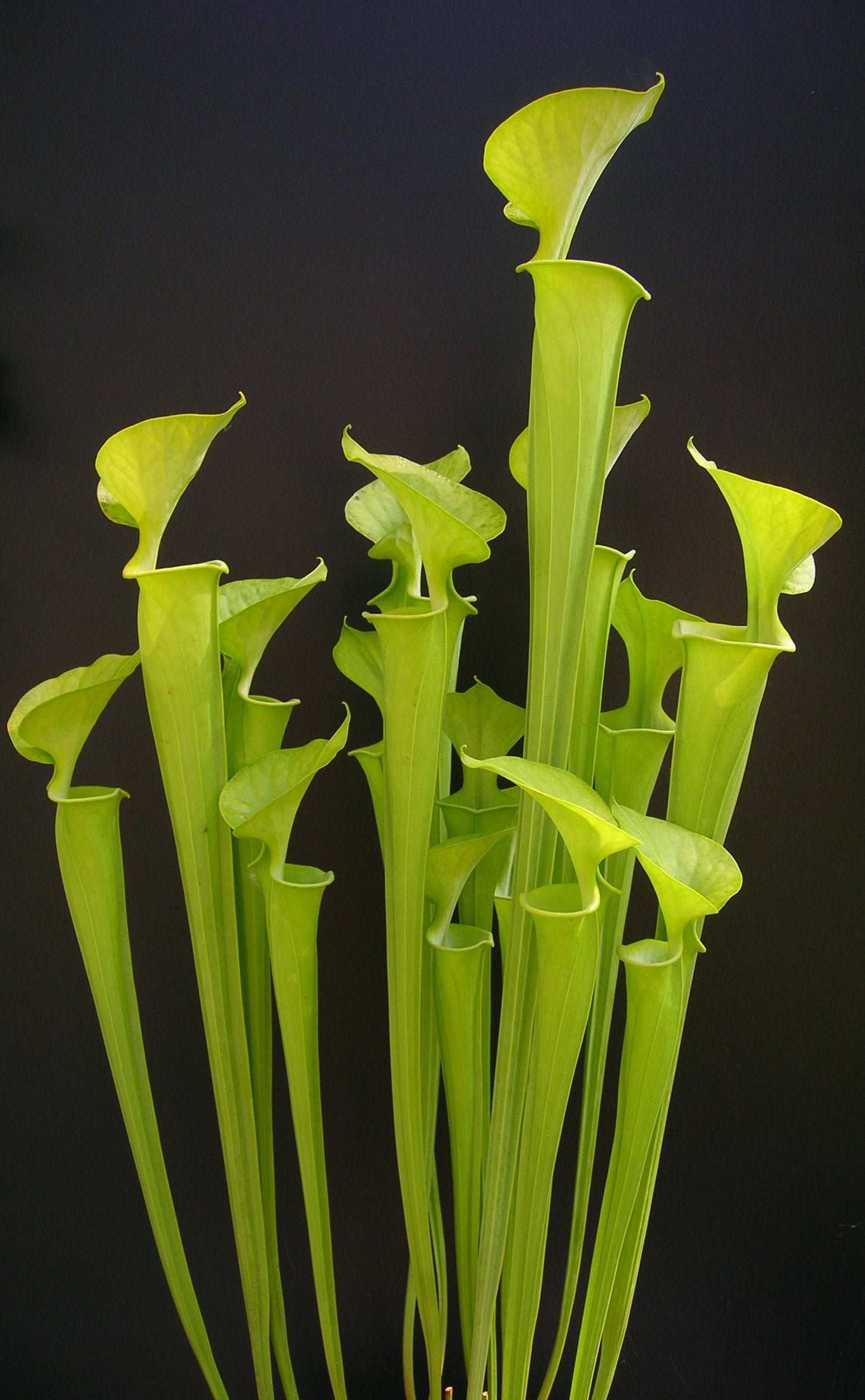 Sarracenia flava var. maxima F1 MK