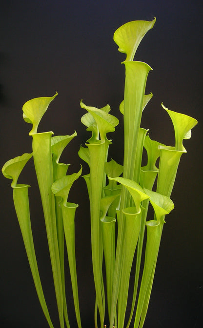 Sarracenia flava var. maxima F1 MK