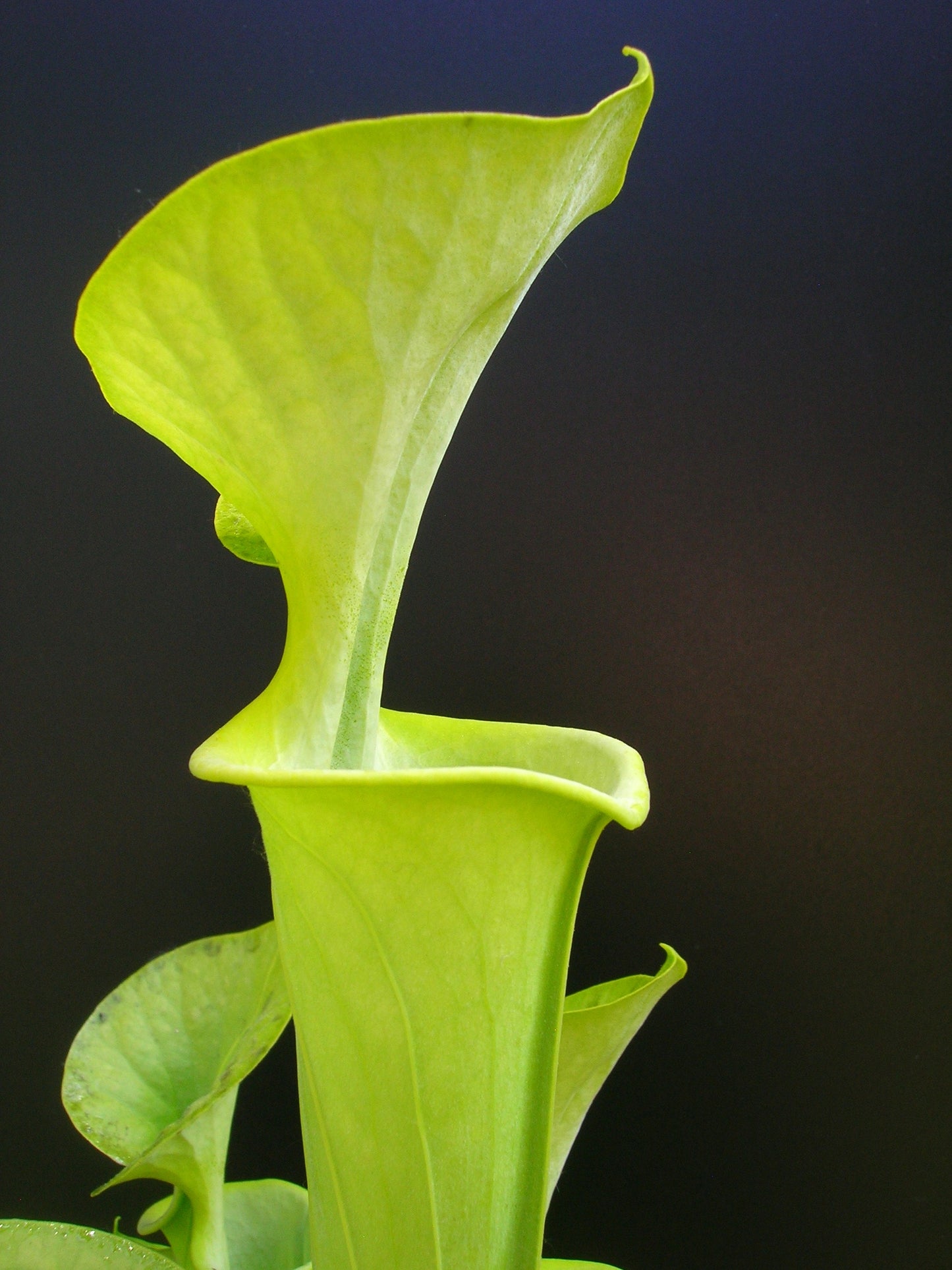 Sarracenia flava var. maxima F1 MK