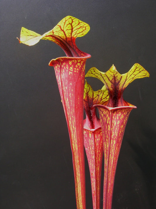 Sarracenia flava var. decorated F208 MK