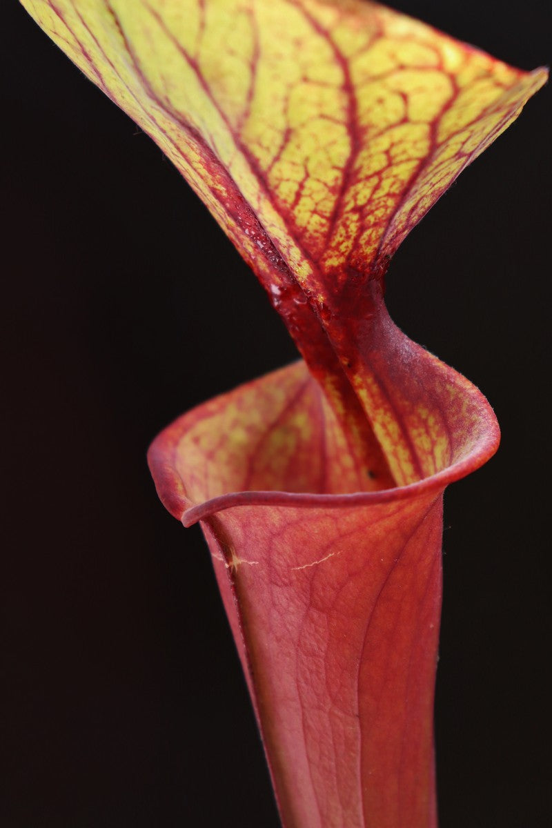 Sarracenia flava var. rubricorpora F21 MK "Giant red tube"  Apalachicola