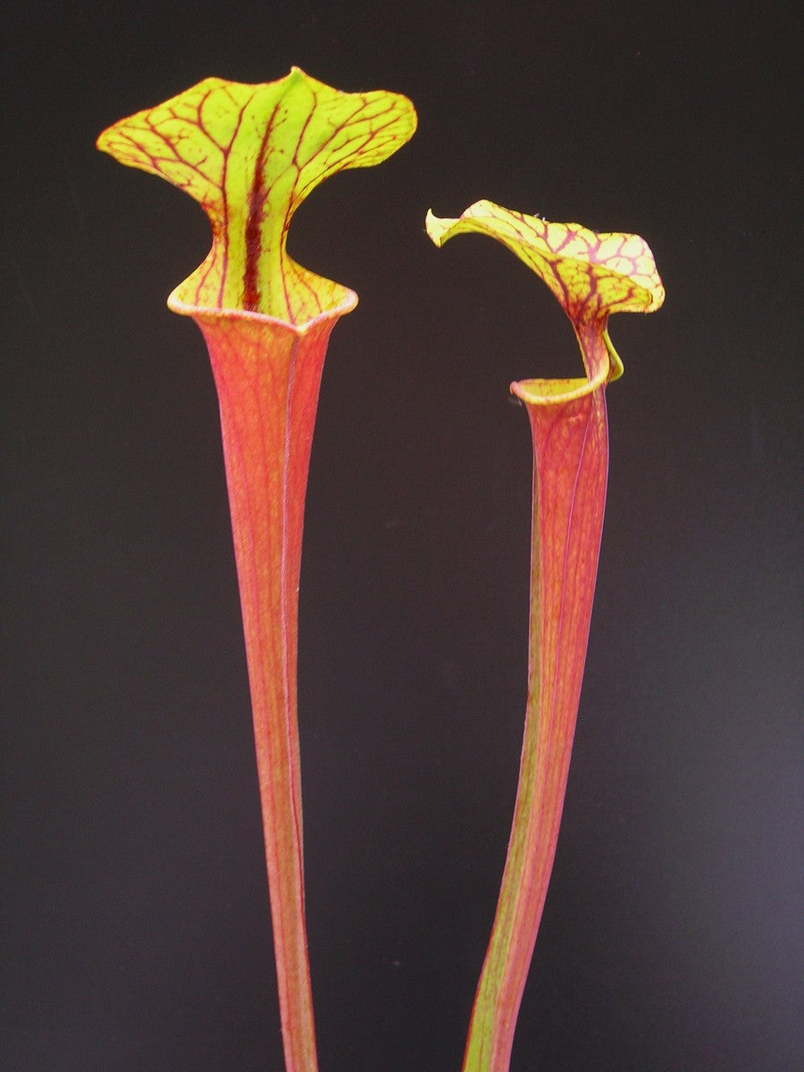 Sarracenia flava var. rubricorpora F21 MK "Giant red tube"  Apalachicola
