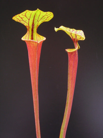 Sarracenia flava var. rubricorpora F21 MK "Giant red tube"  Apalachicola