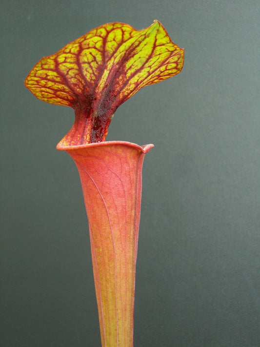 Sarracenia flava var. rubricorpora F21 MK "Giant red tube"  Apalachicola