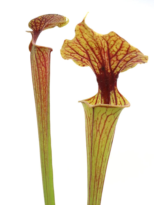 Sarracenia flava var. ornata F31 MK Very heavily veined, Gulf Coast, W