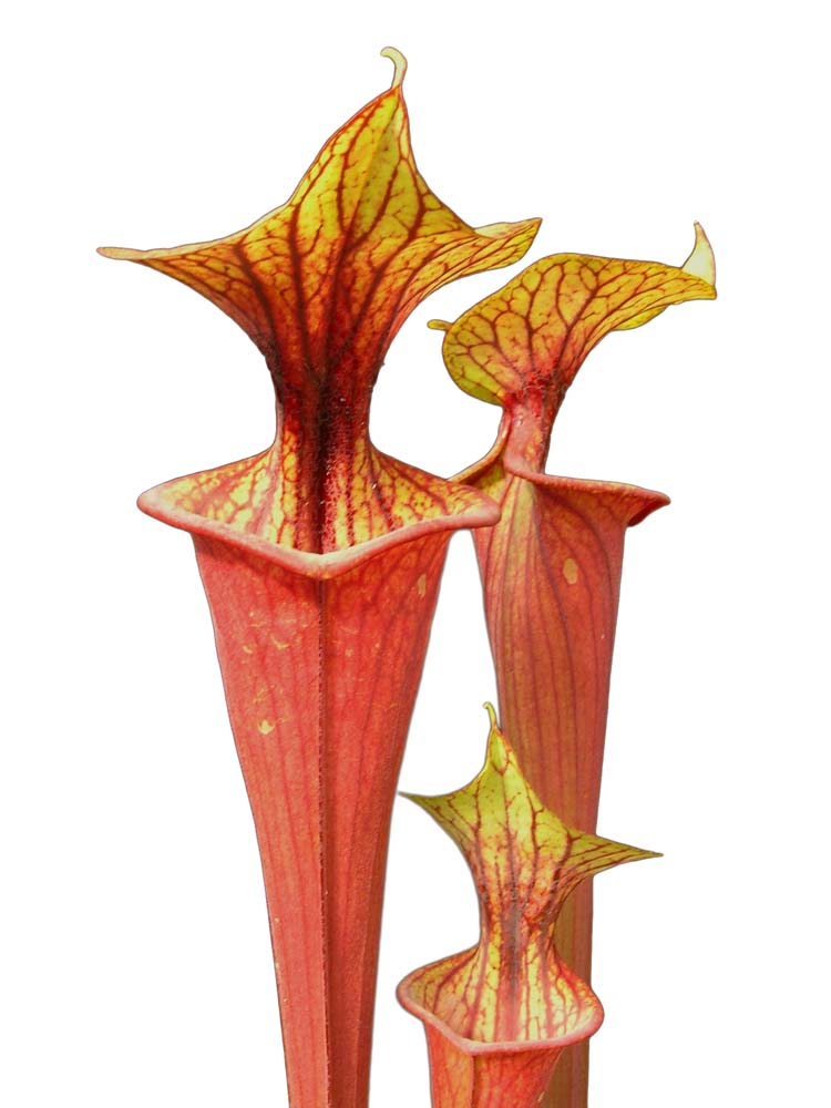 Sarracenia flava var. rubricorpora  F25 A MK "Claret"