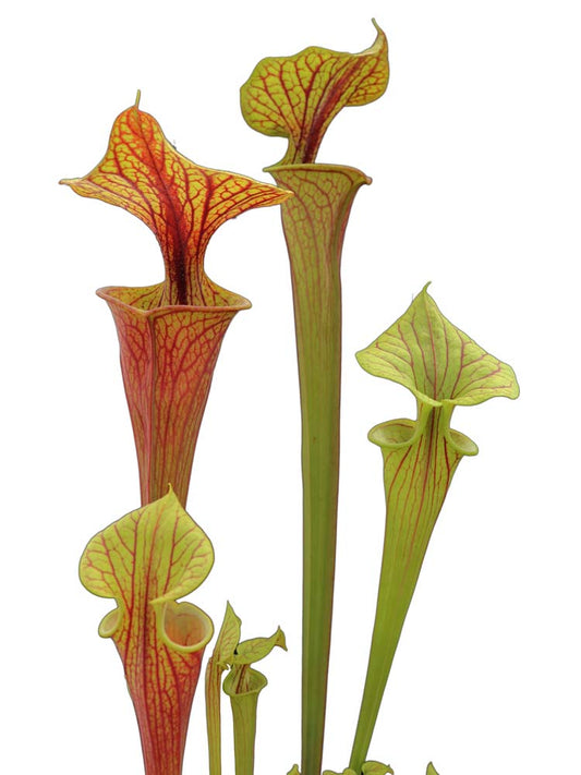 Sarracenia flava var. rubricorpora  F25 C MK "Claret"