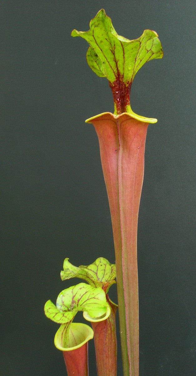 Sarracenia flava var. rubricorpora 'Burgundy' F26 MK