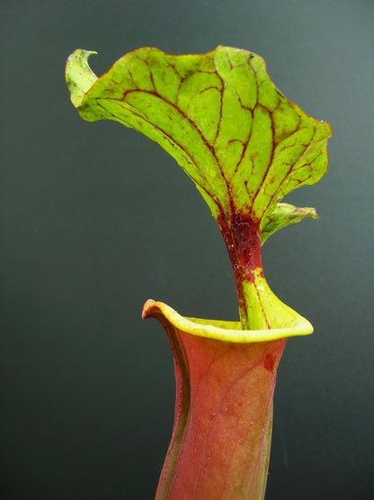Sarracenia flava var. rubricorpora 'Burgundy' F26 MK
