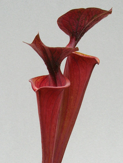 Sarracenia flava var. atropurpurea F27B MK  All Red Form, Blackwater River State Forest, FL