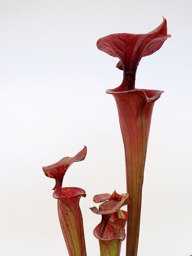 Sarracenia flava var. atropurpurea F27C MK All Red Form, Blackwater River State Forest, FL