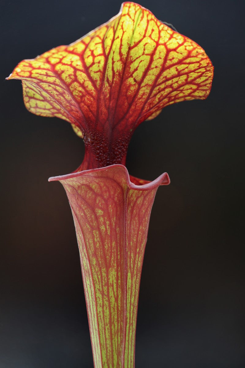 Sarracenia flava var. rubricorpora F28 J Srba
