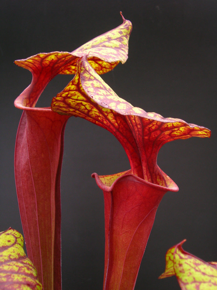 Sarracenia flava var. rubricorpora „Very Dark“ Liberty Co. FL F30 MK
