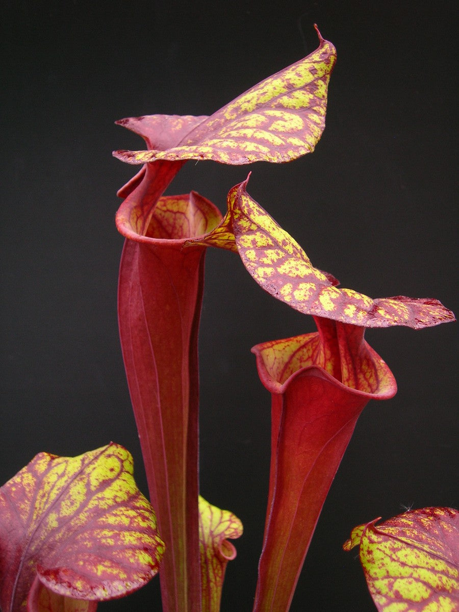 Sarracenia flava var. rubricorpora „Very Dark“ Liberty Co. FL F30 MK