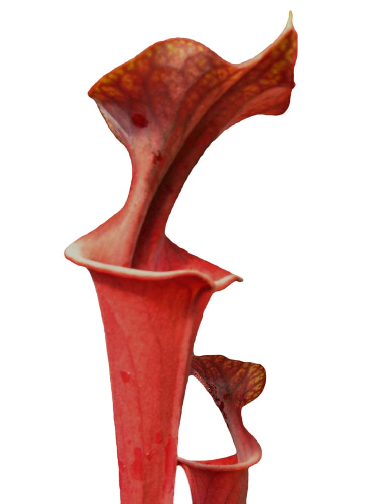 FRISCHE SAMEN von SARRACENIA FLAVA VAR. RUBRICORPORA „LILA ROHR“