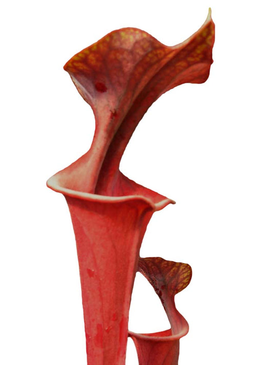 FRISCHE SAMEN von SARRACENIA FLAVA VAR. RUBRICORPORA „LILA ROHR“
