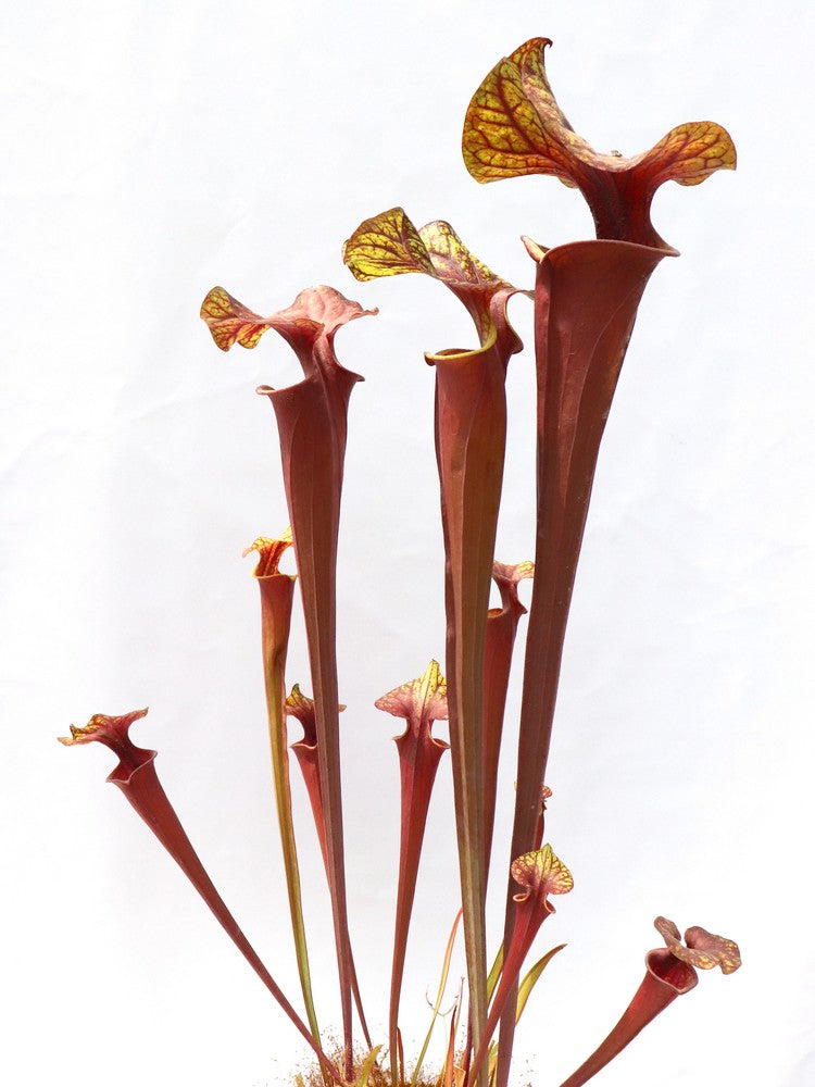 Sarracenia flava var. rubricorpora Lila Röhre, Milton, FL. F45 MK
