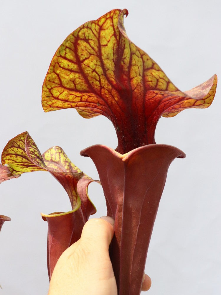 Sarracenia flava var. rubricorpora Lila Röhre, Milton, FL. F45 MK