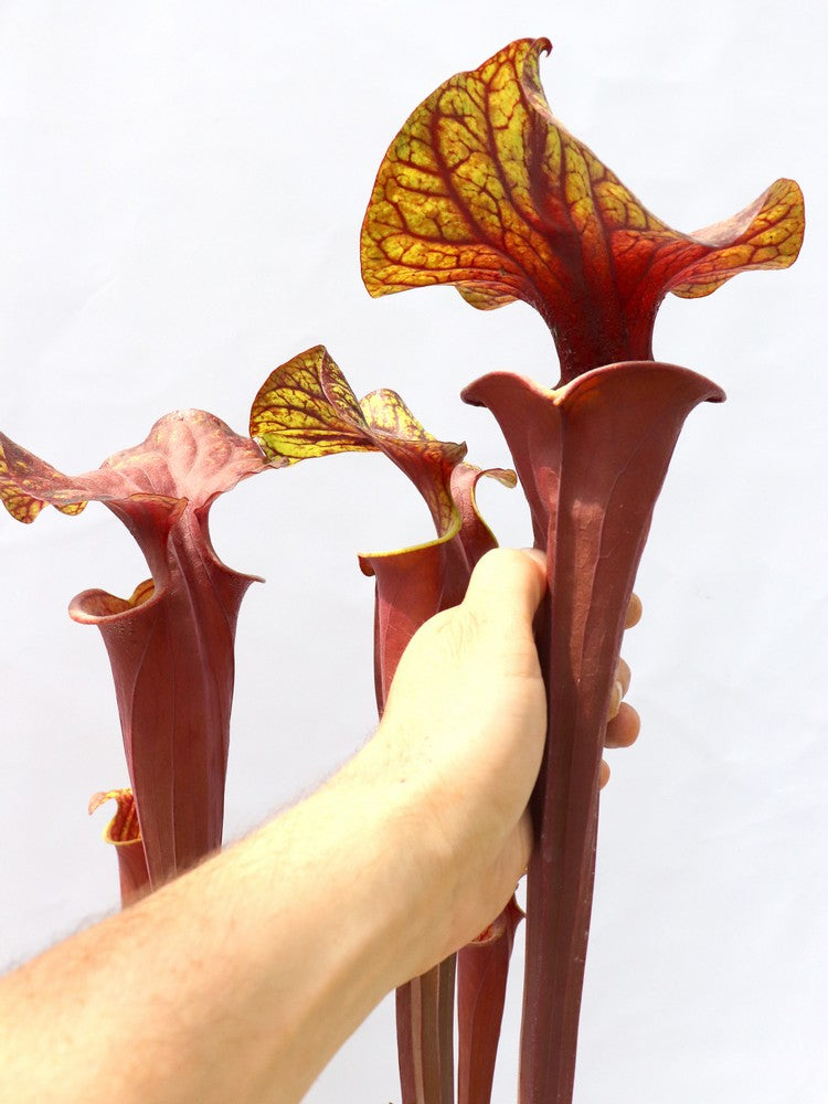 Sarracenia flava var. rubricorpora Lila Röhre, Milton, FL. F45 MK