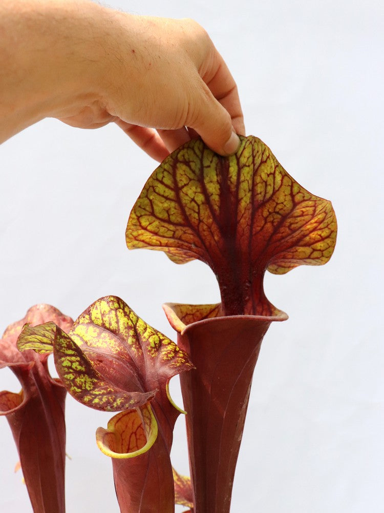Sarracenia flava var. rubricorpora Lila Röhre, Milton, FL. F45 MK