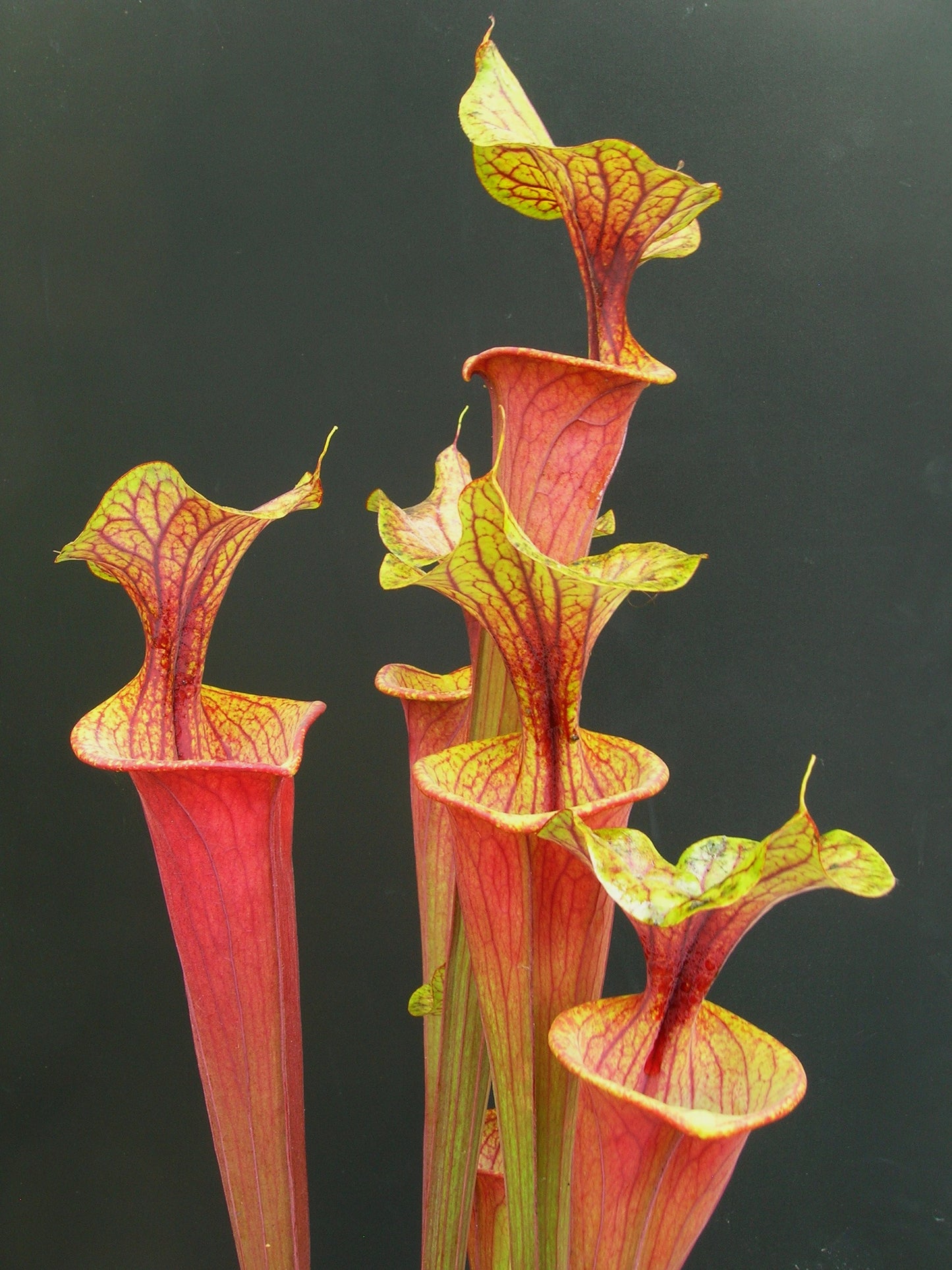 Sarracenia flava var. ornata/rubricorpora intergrade F63 MK