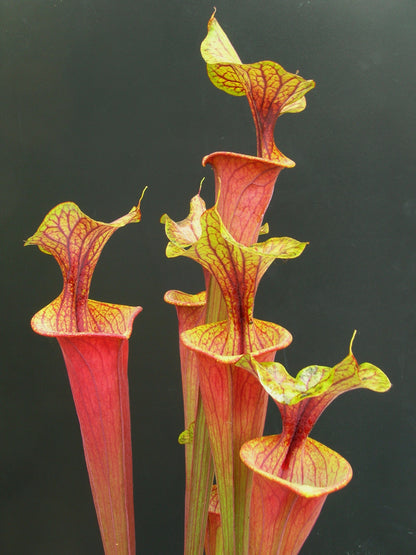 Sarracenia flava var. ornata/rubricorpora intergrade F63 MK