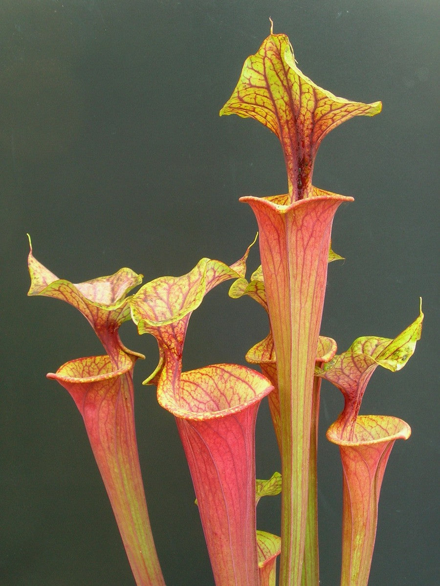 Sarracenia flava var. ornata/rubricorpora intergrade F63 MK