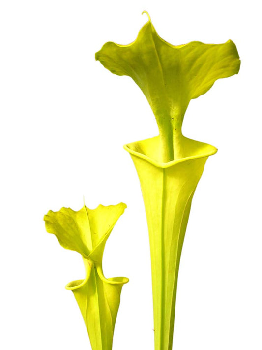 FRISCHE SAMEN von SARRACENIA FLAVA VAR. MAXIMA